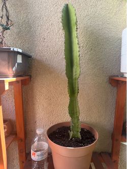 Euphorbia Cactus Plant
