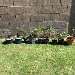 Pink Ruellia  Plants- $5 each