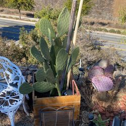 Plants