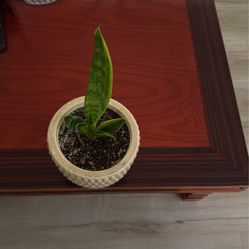 Snake Plant In Nice Ceramic Pot