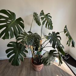 3year Old Monstera