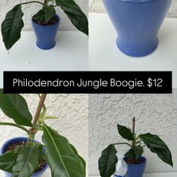 Philodendron Jungle Boogie