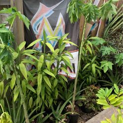 Selling All Types If Plants Dm For More Information 