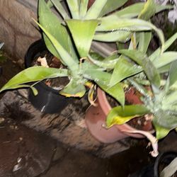 Deserted Plants 