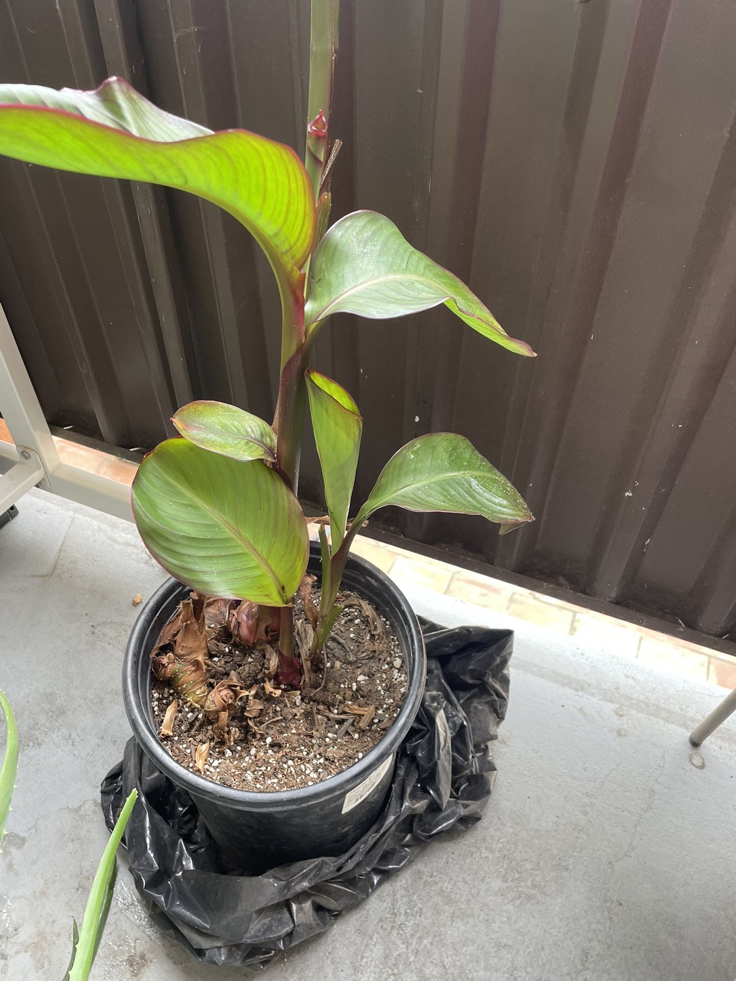 Large Plant 