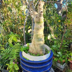 A Specimen Of Rare Succlent "Grape"