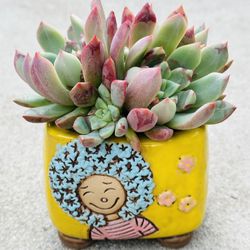 Succulents plants 🪴 （ECHEVERIA 'BLOOD SWALLOW）