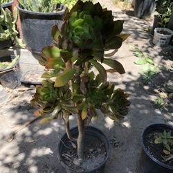Suculentas