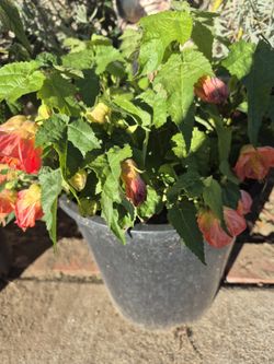 ORANGE CHINESE LANTERN LIVE PLANT 🪴