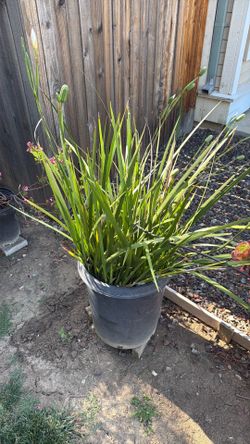 Fortnight lily two plants on 5 G pot and other ceramic pot