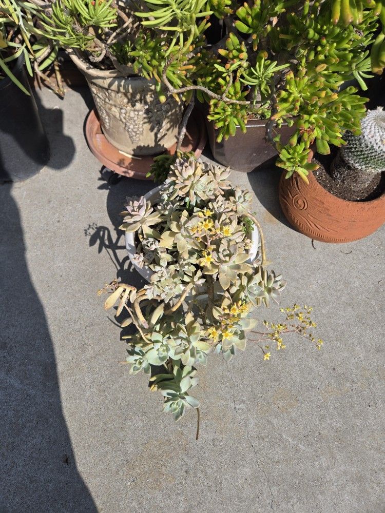 Succulents, Cactus And Plants