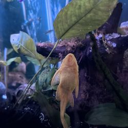 Free Pleco Fish 