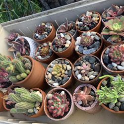 Beautiful  Succulent Plants In Ceramic And  Small Clay Pots $5 To 10 Each.