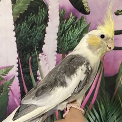 Fallow Yellow Cheek Pied Cockatiels