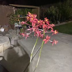 Red Epidendrum Orchid