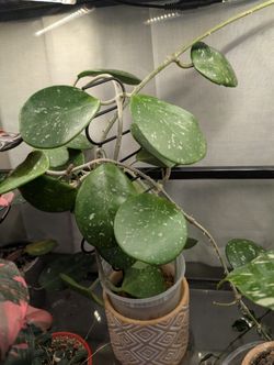 Rooted Hoya Obovata Vines
