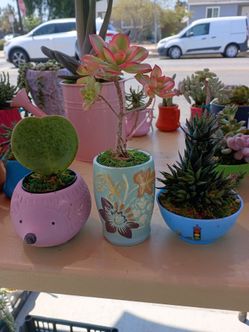 Plantitas mas variedad.