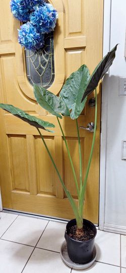 Elephant Ear Plant