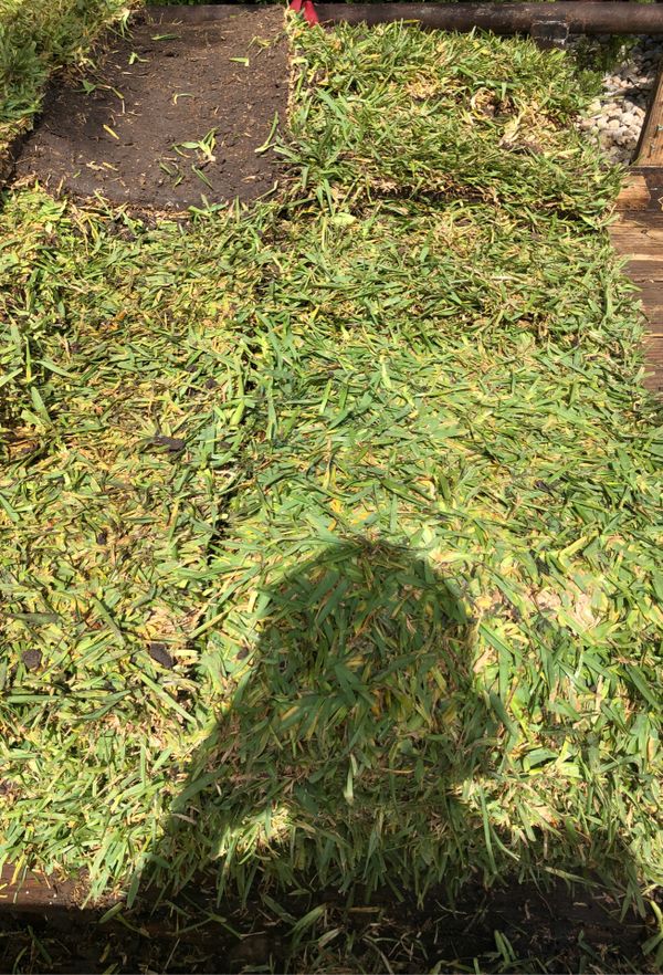 StAugustine Grass sod fresh for Sale in Duncanville, TX