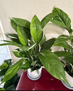 ♥️Super Healthy variegated Peace Lilly🙏PLS Read Description 
