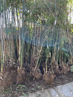 Temple Bamboo By The Clump