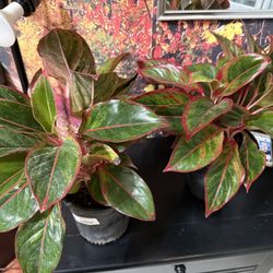 ♥️Aglaonema also known as Chinese Evergreen(LOW MAINTENANCE PLANT( PLS Read description ♥️