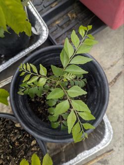 Curry leaf, Tulasi plant, vegetable and strawberry plants