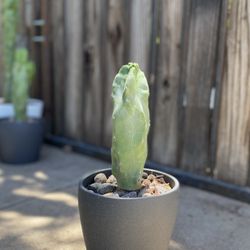 Small Totem Pole Plant 