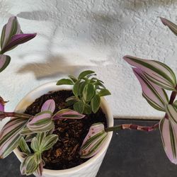 Tradescantia Nanouk And Tradescantia Fluminensis 