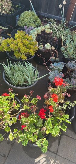 Plotted Plants for Sale