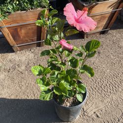 Hibiscus Bush