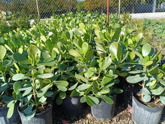 Clusia Privacy Hedge Plants 3gl $4..50🪴🪴