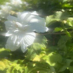 Sharon Rose Hibiscus Plant