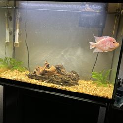 29 Gallon Fish Tank