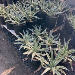 Carrebian Agave 7 Gallon Size 