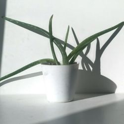 Aloe Vera Plant/ Indoor Plant/ House Plant Succulent Cactus  Flower Patio Garden 