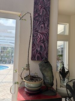 Bougainvillea Bonsai