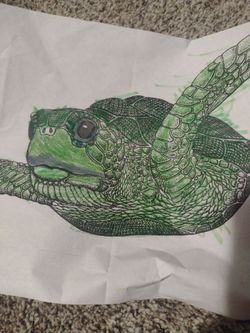 Expensive turtle