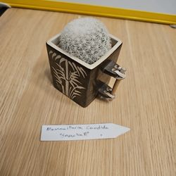 mammillaria candida "snowball"