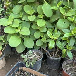 Planta De Boldo Pera Tea Para La Bilis Tiene Muchas Benefiscias