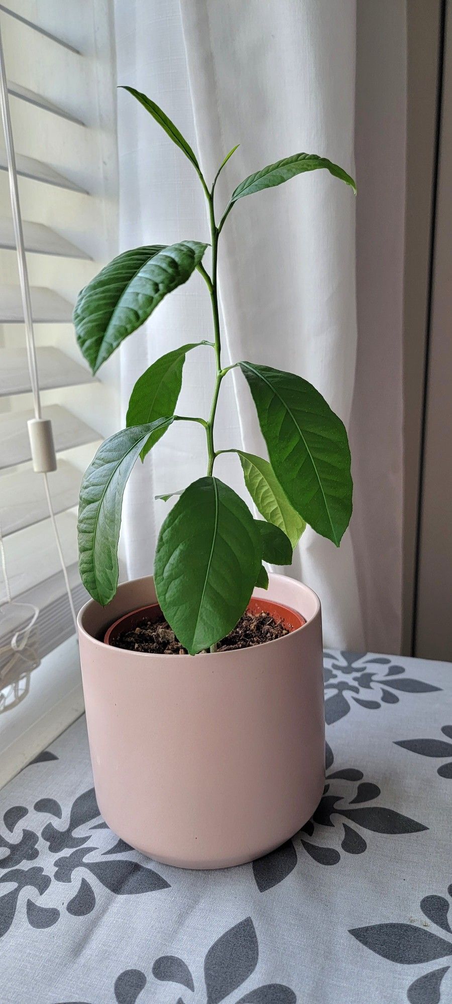 Lychee Tree
