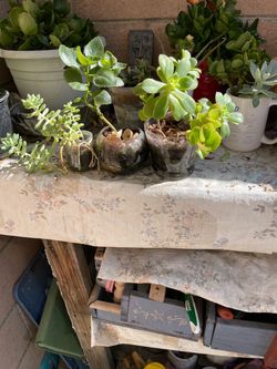 3 plants for sale