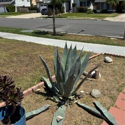 3 large agave plants ( please read )