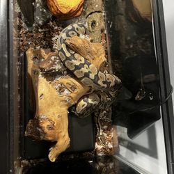 Ball python enclosure free (read description)