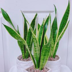 Sansevieria Laurentii Snake Plants Give Out The Fresh Air And Take Away The Bad One - 15” to 17” tall -  5” Ceramic Pot Including - $14 each 