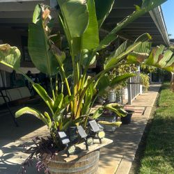 Esta planta de White Bear, ya floreó y echa la forma muy bonita, un pajarito blanco, lo estoy dando por 150