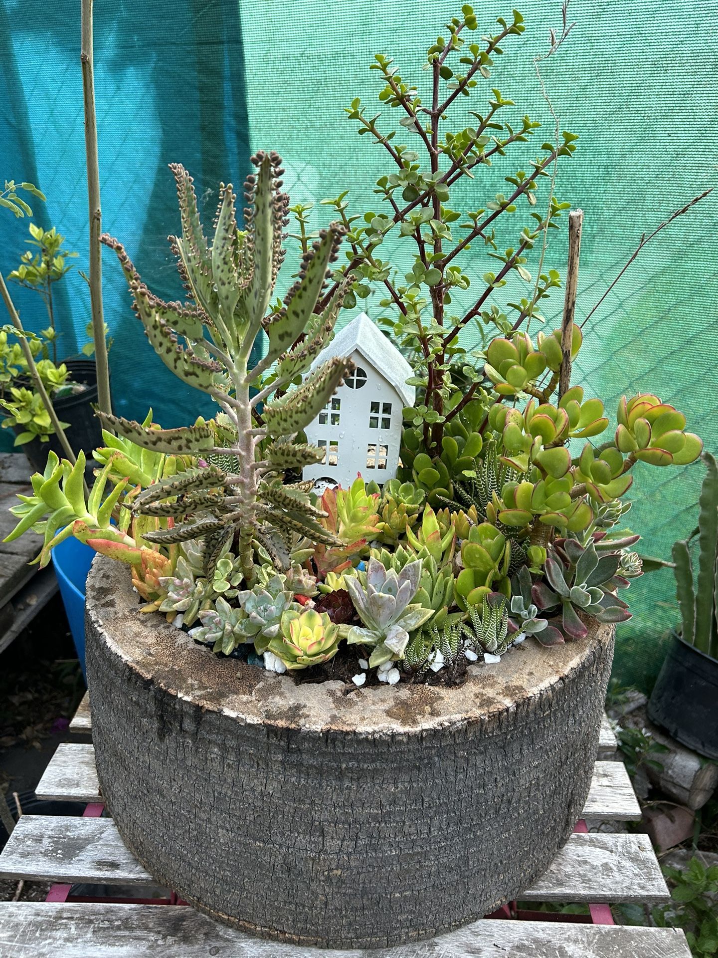 Succulents En Tronko Arrangements