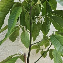 LIVE PLANT 3+ ft Magnolia Sampacca longifolia - Michelia champaca Alba -  Jade Orchid Tree - White sandalwood - Montana