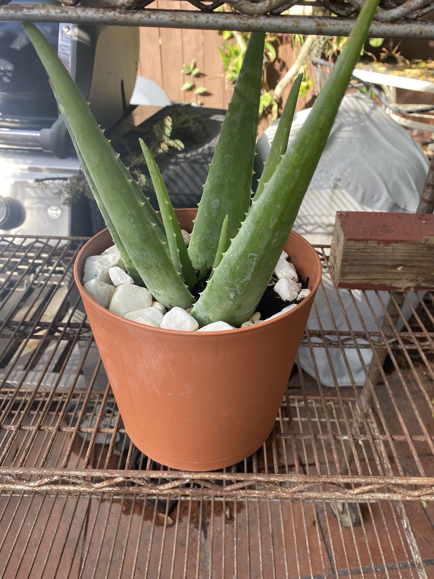 Succulent /orchids