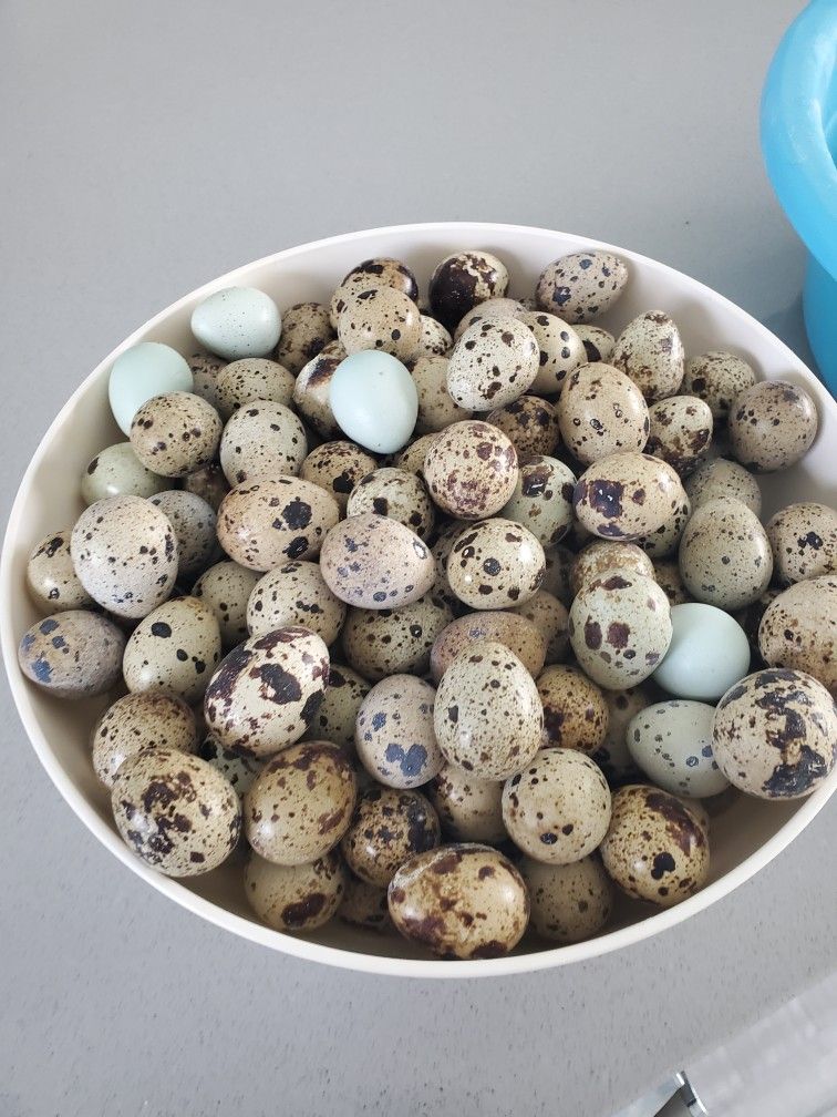 Quail Eggs 